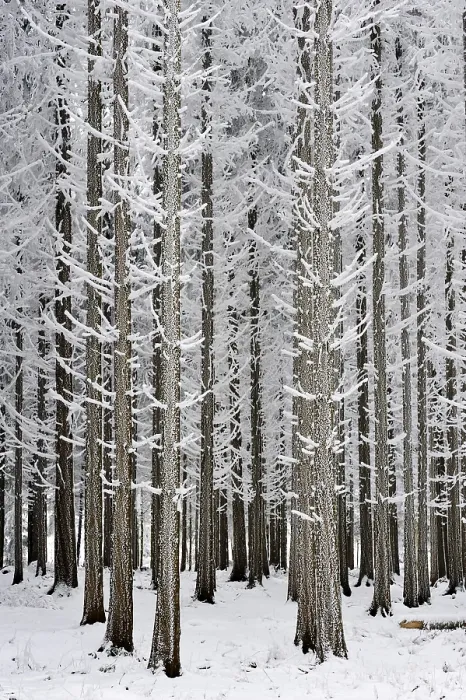 Framed Print : Coniferous forest covered with frost Framed Print : Coniferous forest covered with frost
