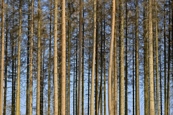 Framed Print : Coniferous forest, dead spruce (Picea abies) due to bark beetle infestation and drought