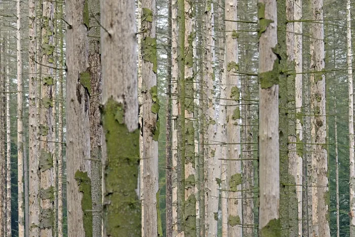 Framed Print : Coniferous forest, dead spruce (Picea abies) due to bark beetle infestation and drought