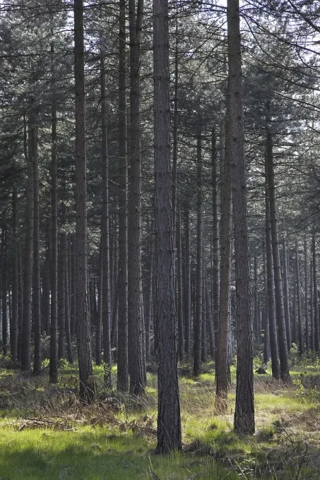 Framed Print : Coniferous forest with European black pines (Pinus nigra)