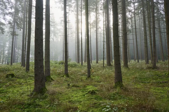 Framed Print : Coniferous forest, fog, haze, morning Framed Print : Coniferous forest, fog, haze, morning