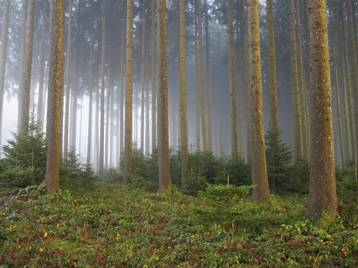Framed Print : Coniferous forest in the fog, Horben Framed Print : Coniferous forest in the fog, Horben