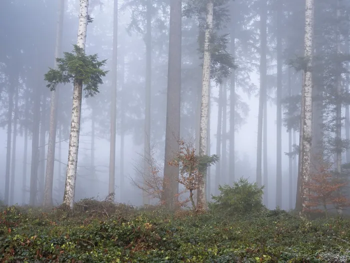 Framed Print : Coniferous forest in the fog, Horben