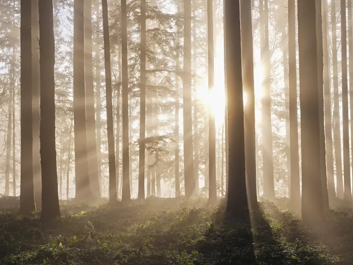 Framed Print : Coniferous forest in the fog in the light of the setting sun Framed Print : Coniferous forest in the fog in the light of the setting sun