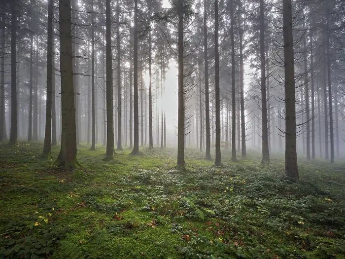 Framed Print : Coniferous forest in fog with moss-covered ground