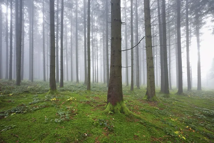 Framed Print : Coniferous forest in fog with moss-covered ground