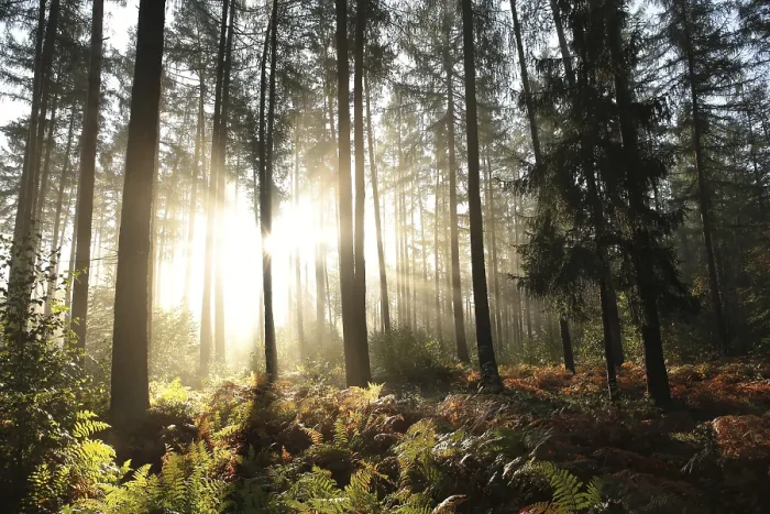 Framed Print : Coniferous forest on a foggy autumn morning