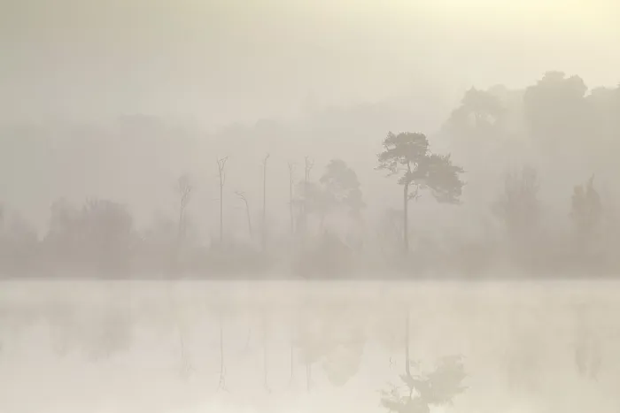 Framed Print : Coniferous forest by lake in dense fog at sunrise