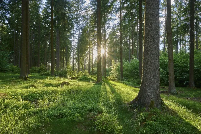Framed Print : Coniferous forest, meadow, sunset Framed Print : Coniferous forest, meadow, sunset