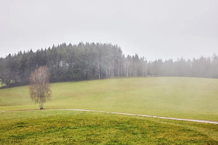 Framed Print : Coniferous forest, meadow, unpaved road