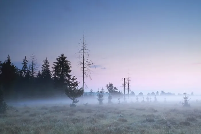 Framed Print : Coniferous forest at misty summer sundown