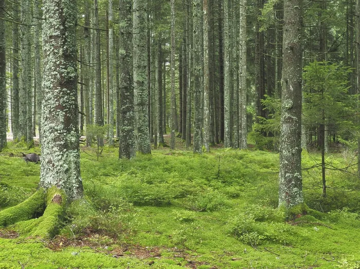 Framed Print : Coniferous forest with moss and blueberry bushes in the Black Forest near Schonach
