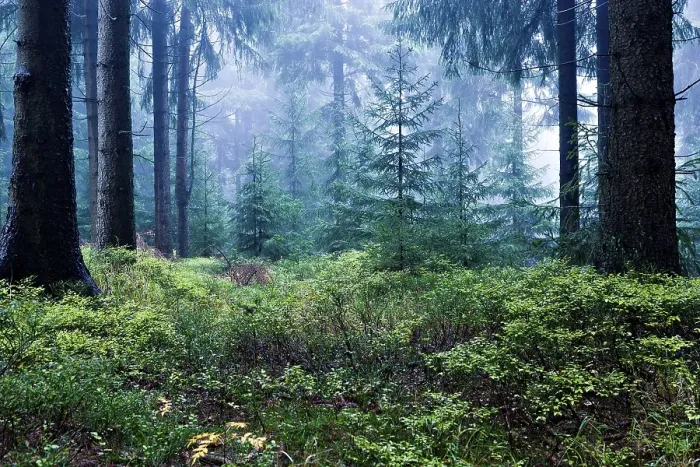 Framed Print : Coniferous forest near Masserberg