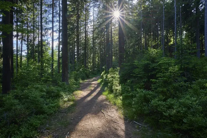 Framed Print : Coniferous forest, path, sun, spring, Fichtelgebirge, Bavaria, Germany, Europe Framed Print : Coniferous forest, path, sun, spring, Fichtelgebirge, Bavaria, Germany, Europe