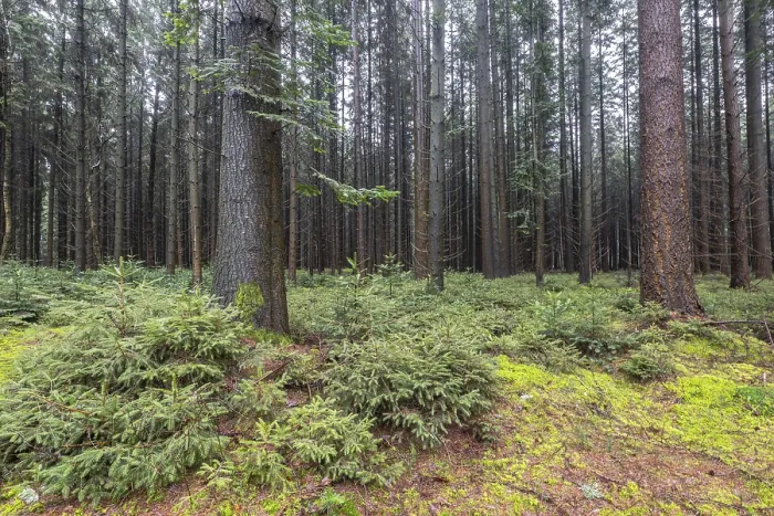 Framed Print : Coniferous forest (Picea abies)