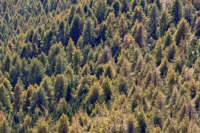 Framed Print : Coniferous forest, Sesto Dolomites, Italy, Europe Framed Print : Coniferous forest, Sesto Dolomites, Italy, Europe