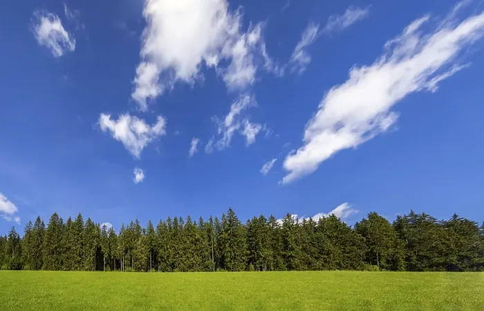 Framed Print : Coniferous forest with sky and clouds Framed Print : Coniferous forest with sky and clouds