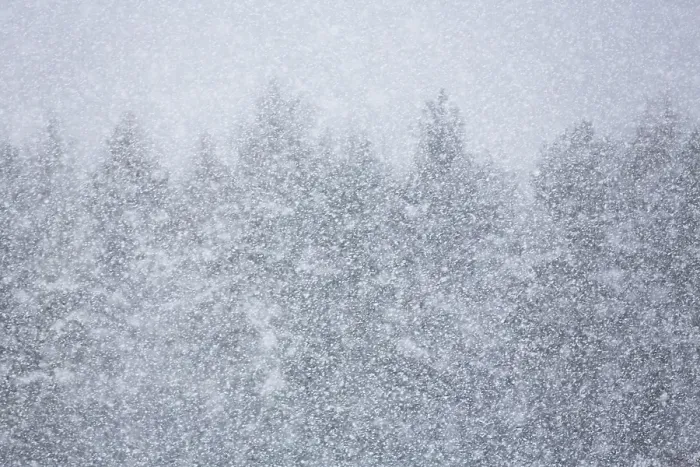 Framed Print : Coniferous forest at snowfall, wallpaper Framed Print : Coniferous forest at snowfall, wallpaper