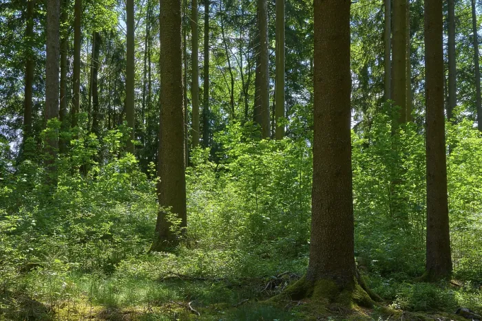 Framed Print : Coniferous forest, spring, Fichtelgebirge