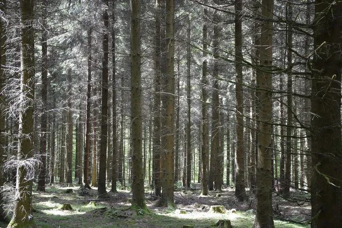Framed Print : Coniferous forest, spruce forest