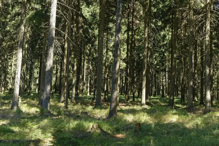 Framed Print : Coniferous forest with spruce (Picea abies)