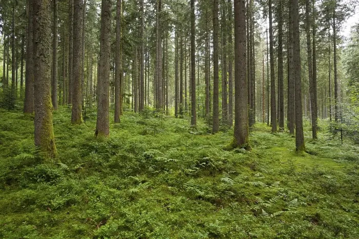 Framed Print : Coniferous forest in summer with moss and ferns Framed Print : Coniferous forest in summer with moss and ferns