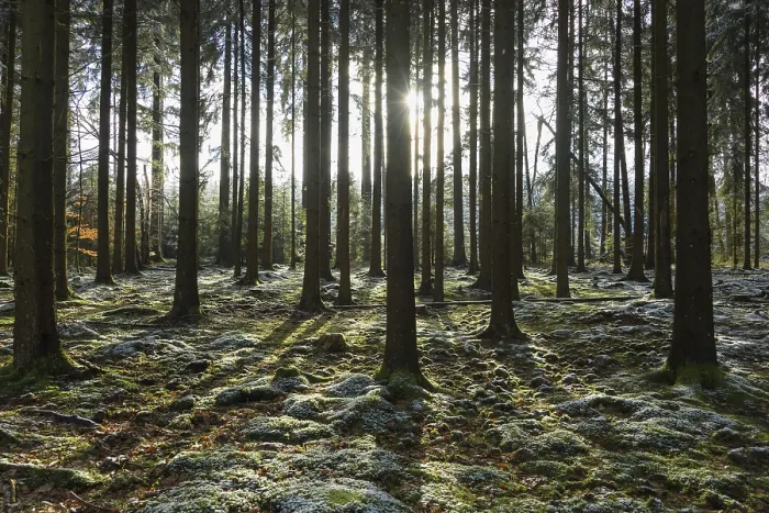 Framed Print : Coniferous forest with sun in winter Framed Print : Coniferous forest with sun in winter
