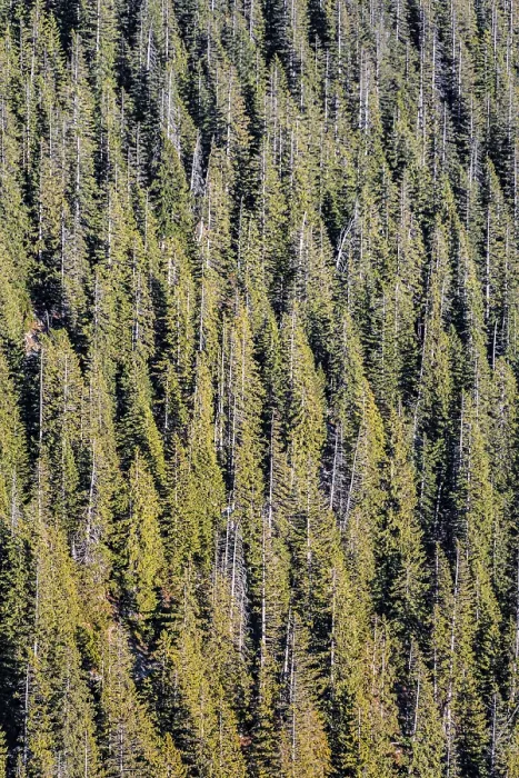 Framed Print : Coniferous forest, Tyrol, Austria, Europe