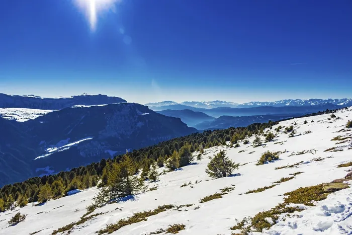 Framed Print : Coniferous forests at high altitude on the snowy mountains Framed Print : Coniferous forests at high altitude on the snowy mountains