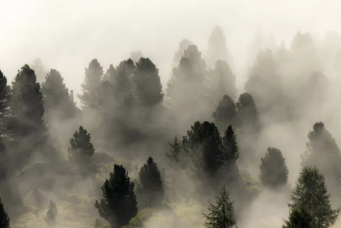 Framed Print : Conifers in the fog, Corvara, Dolomites Framed Print : Conifers in the fog, Corvara, Dolomites