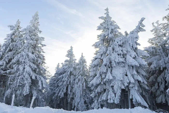 Framed Print : Conifers thickly decorated with hoarfrost and snow on the Auersberg