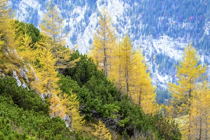 Framed Print : Conifers with yellow autumn leaves against a rocky mountain backdrop