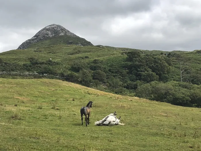 Framed Print : The Connemara pony is a pony breed originating in Ireland