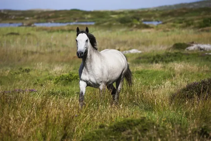 Framed Print : Connemara pony trots in moorland Framed Print : Connemara pony trots in moorland