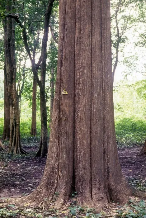 Framed Print : The Conolly's plot, Nilambur Framed Print : The Conolly's plot, Nilambur