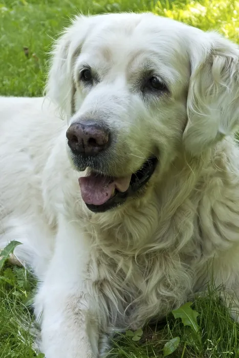 Framed Print : A content golden retriever with white fur relaxing on green grass outdoors Framed Print : A content golden retriever with white fur relaxing on green grass outdoors