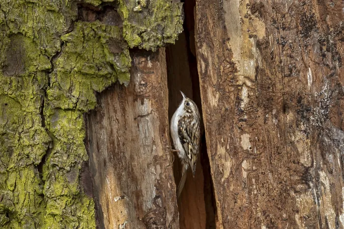 Framed Print : In contrast to nuthatches, the forest tree runner (Certhia familiaris) cannot run down tree trunks upside down Framed Print : In contrast to nuthatches, the forest tree runner (Certhia familiaris) cannot run down tree trunks upside down