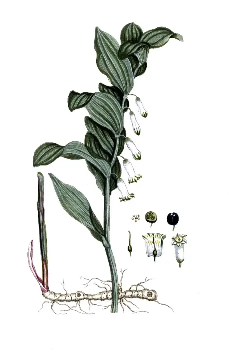 Framed Print : Convallaria polygonatum, Polygonatum multiflorum Framed Print : Convallaria polygonatum, Polygonatum multiflorum