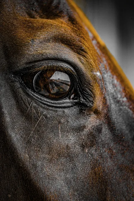 Framed Print : Cool brown horse. Shooting Location: Sendai