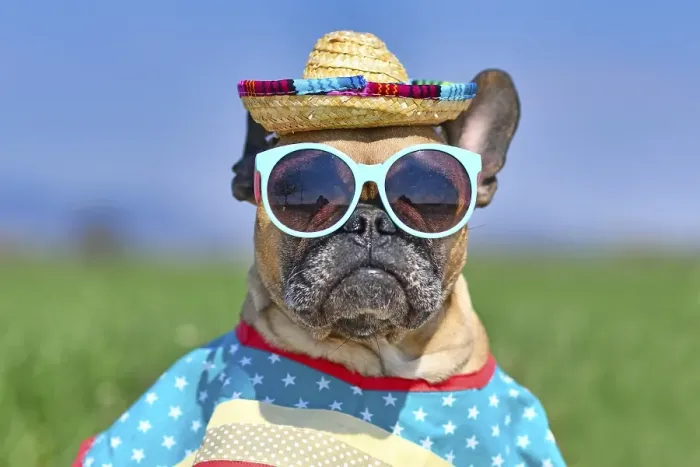 Framed Print : Cool French Bulldog dog dressed up with sunglasses