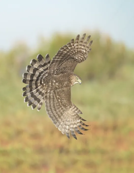 Framed Print : Cooper's Hawk (Accipiter cooperii) flying