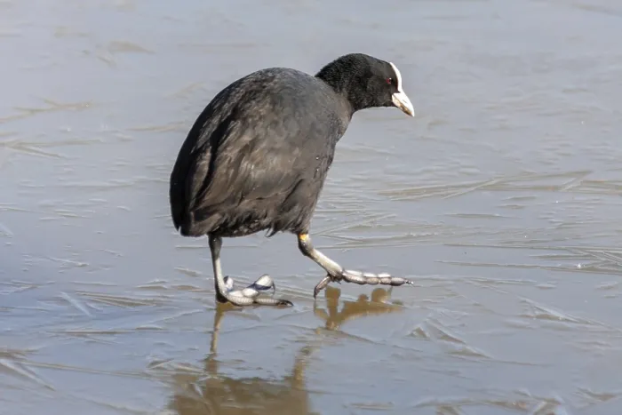 Framed Print : Coot (fulcia atra) gingerly walking on the ice at Warnham Nature Reserve