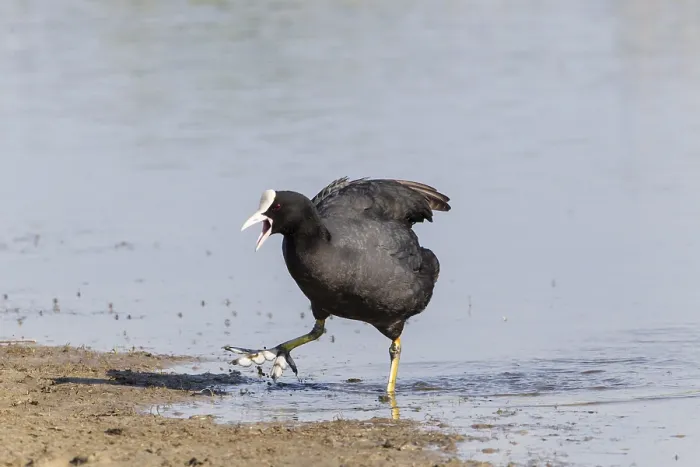 Framed Print : Coot (Fulica atra), calling, Fehmarn Framed Print : Coot (Fulica atra), calling, Fehmarn
