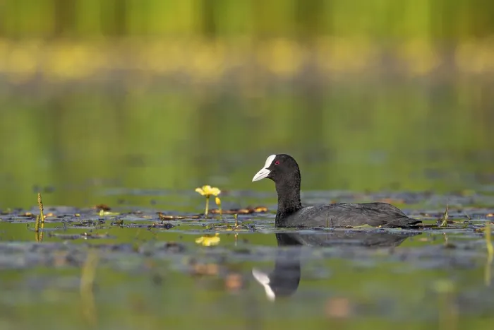 Framed Print : A coot (Fulica atra) searches for food among the water fringe