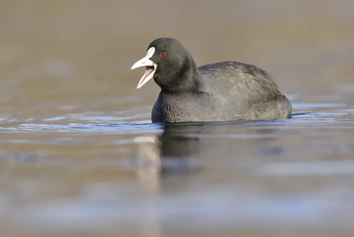Framed Print : Coot (Fulica atra), swimming, Leipzig