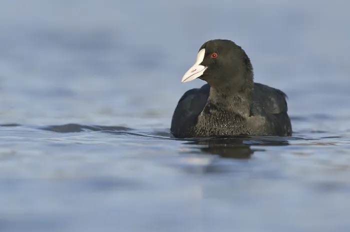 Framed Print : Coot (Fulica atra), swimming, Leipzig