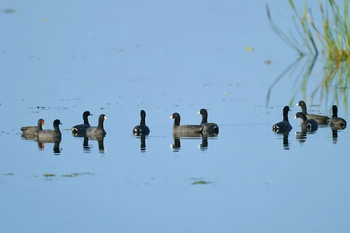 Framed Print : Several coots in a calm lake with clear reflections and blue sky Framed Print : Several coots in a calm lake with clear reflections and blue sky