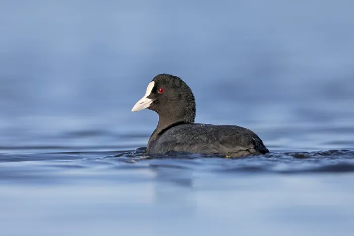 Framed Print : Coots (Fulica atra) attract little attention and appear inconspicuous