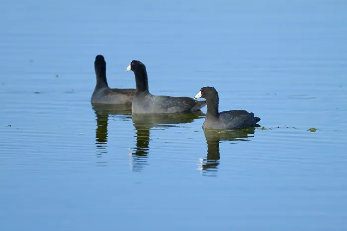 Framed Print : Three coots swimming in calm water with clear reflections of a natural environment