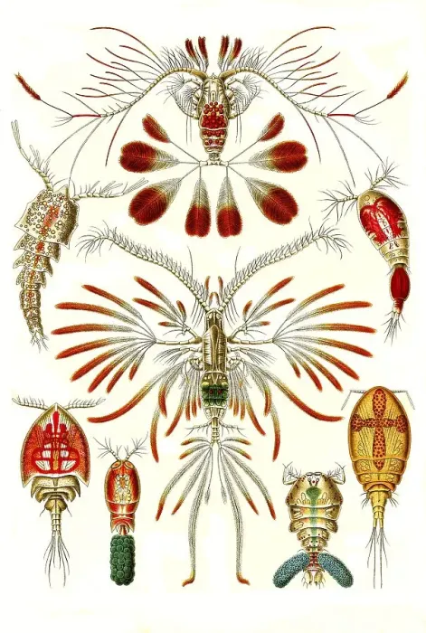 Framed Print : Copepods, Art Forms of Nature, Historical